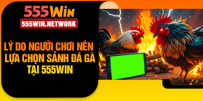 Lý do người chơi nên lựa chọn sảnh đá gà tại 555Win